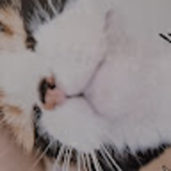 Meet your Posher, Guapo - Picture 1 of 1